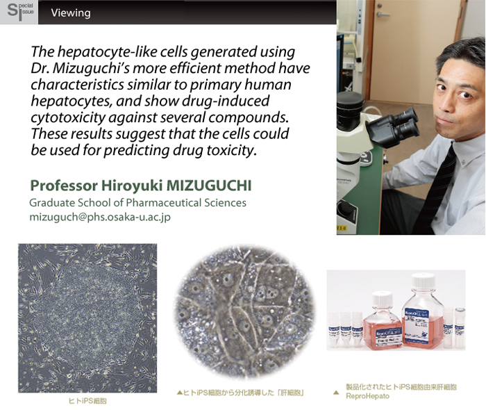 Functional hepatocyte-like cells differentiated from human embryonic stem cells (hESCs) and induced pluripotent stem cells (hiPSCs)