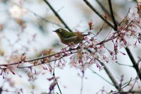 Biological Society image