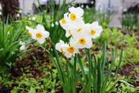 eco ranger narcissus