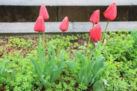 eco ranger tulips 2015 1