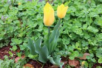 eco ranger tulips 2015 2