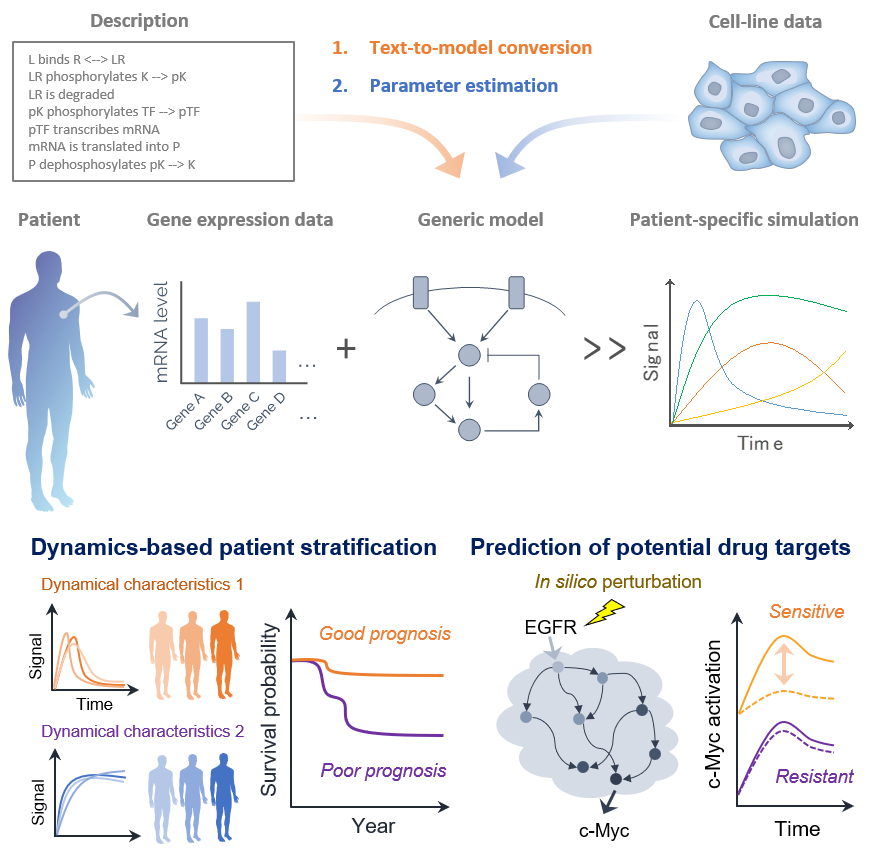 Professor Mariko Okada, Laboratory for Cell System, Institute for Protein Research