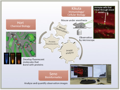 kikuta hori seno 1 english.png