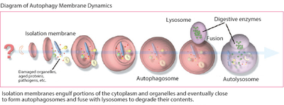 yoshimori 1 english.png
