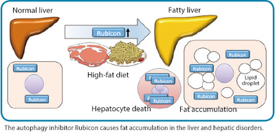 yoshimori 2 english.png