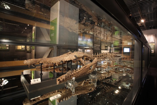 Machikane Crocodylidae fossil designated as registered monument