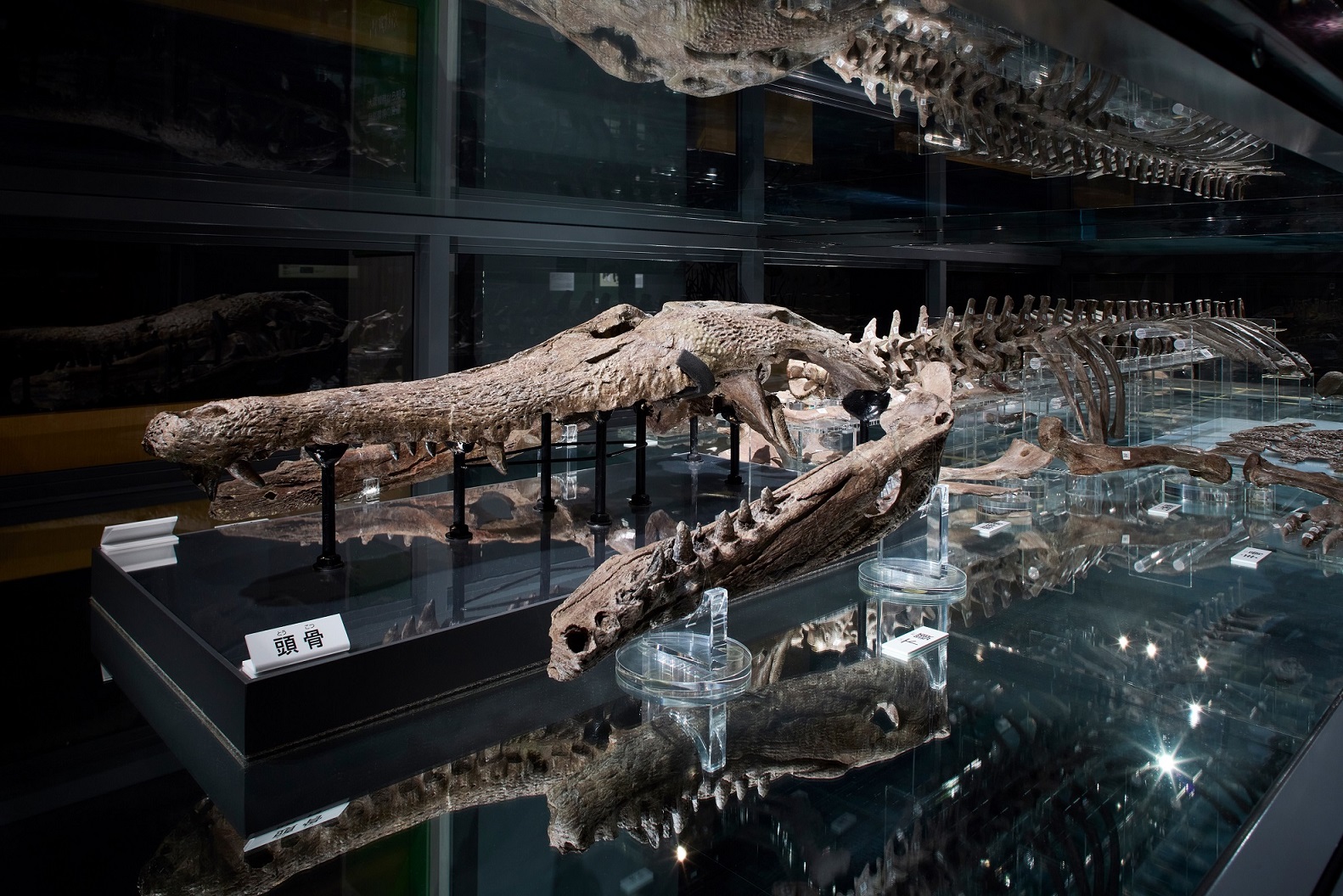 Machikane Crocodylidae (Toyotamaphimeia Machikanensis) fossil to be designated as Natural Treasure