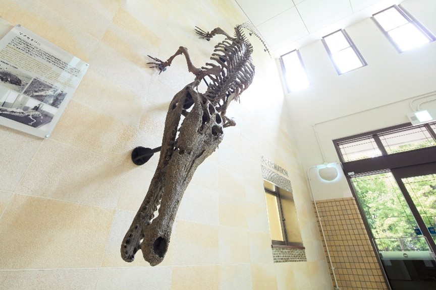 Machikane Crocodylidae fossil designated as a Natural Monument