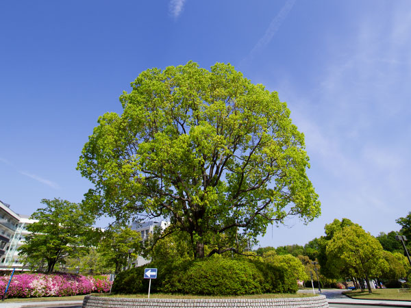 入学情報