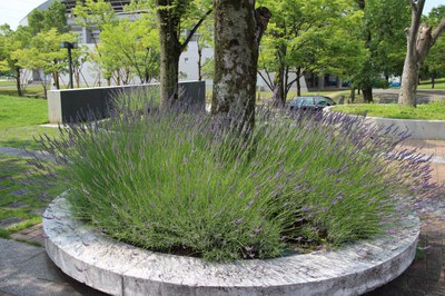 満開ラベンダーH26-2