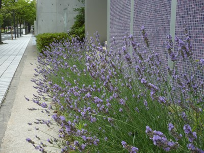 満開ラベンダー