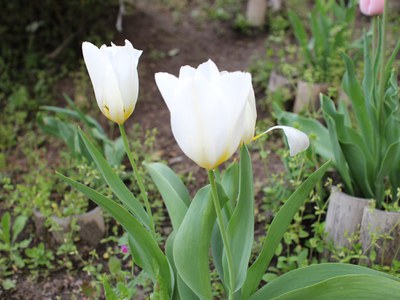 チューリップ1404-2