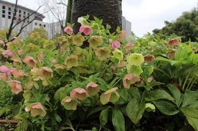 クリスマスローズ1504