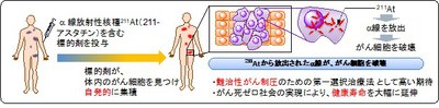 アルファ線核医学治療.jpg